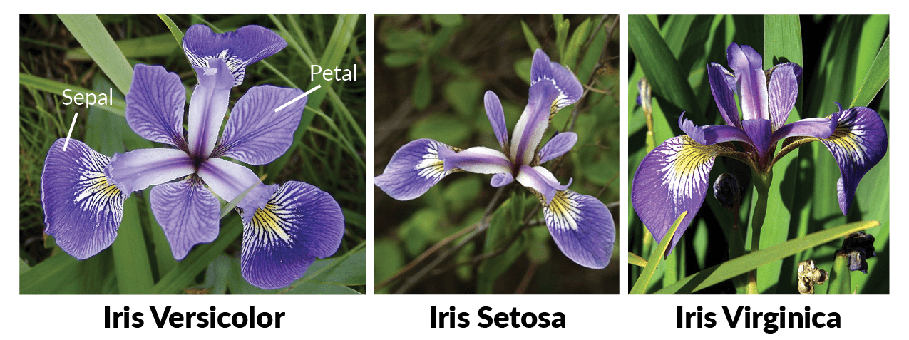 Iris de Fisher : Iris setosa, Iris virginica et Iris versicolor